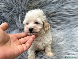 Maltipoo perros - Anuncio 37
