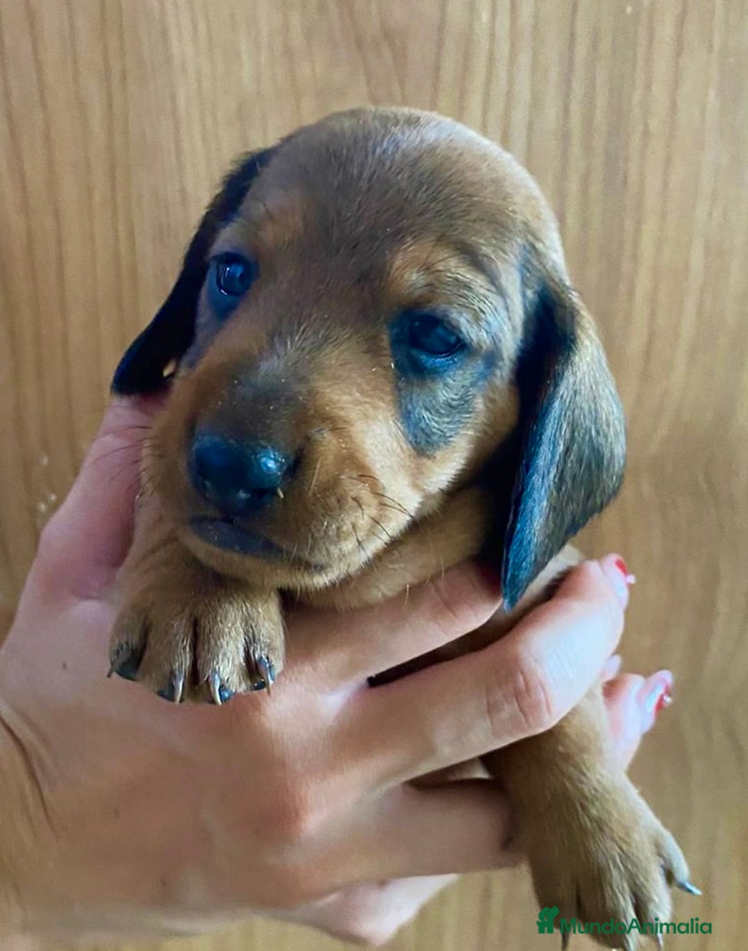 Teckel Miniatura perros en venta: Teckel miniatura criadero valencia Madrid Barcelo en Valencia - Imagen 2
