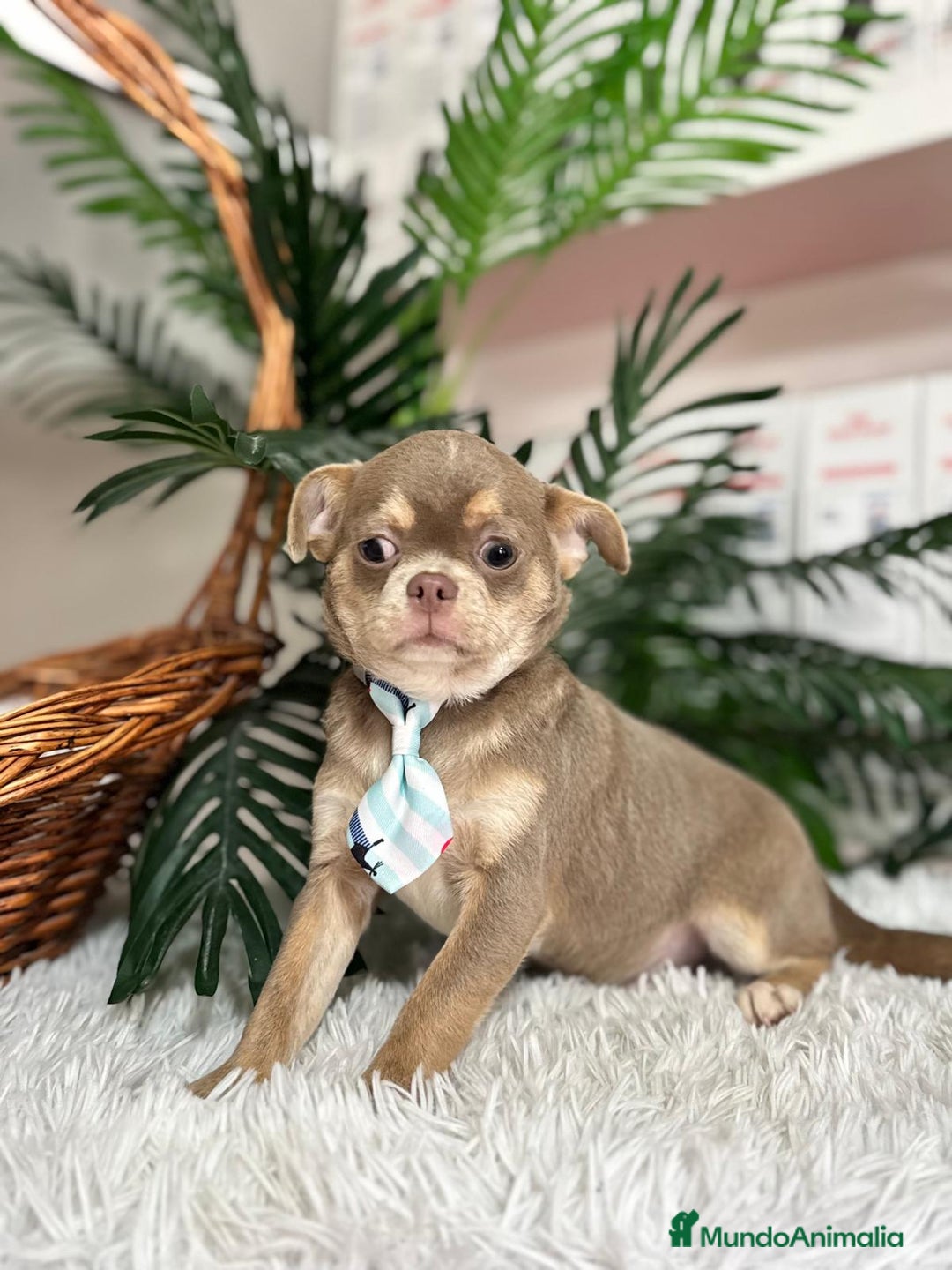 Chihuahua perros en venta: CHIHUAHUA MACHO - Anuncio 3