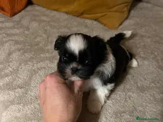 Shih Tzu perros Shih tzu - Anuncio 6