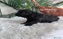Caniche Toy perros en venta: CANICHE TOY MACHO - Anuncio 21