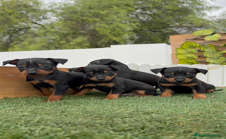 Pinscher Miniatura perros - Anuncio 1