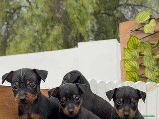 Pinscher Miniatura perros - Anuncio 3