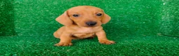 Teckel Miniatura perros en venta: teckel miniatura - Anuncio 11
