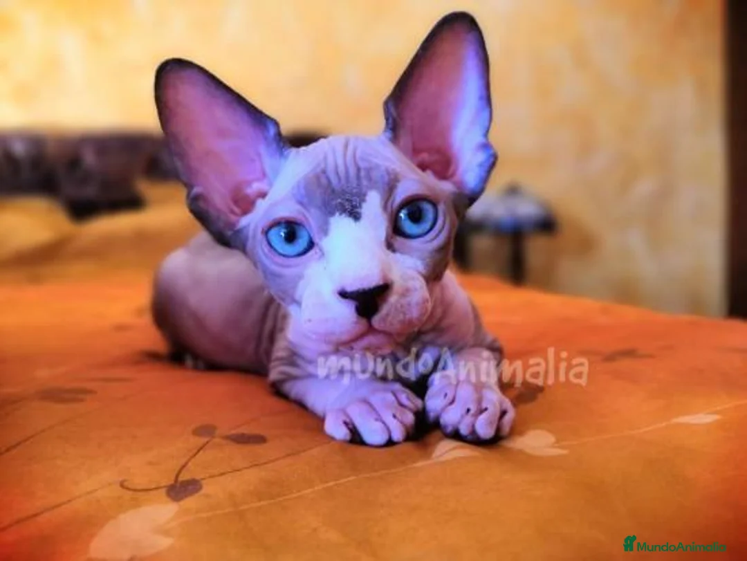 Imagen de galería {{count}}