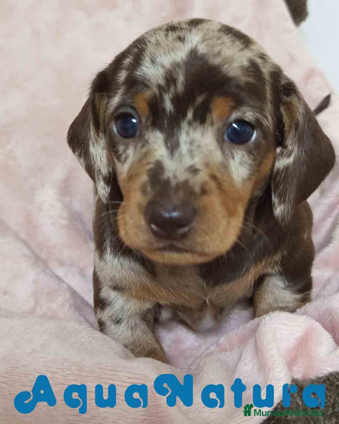Teckel Miniatura perros Teckel Hembra de Tria y Tilo 1762 AQUANATURA - Anuncio 28