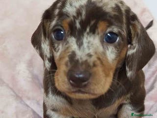 Teckel Miniatura perros Teckel Hembra de Tria y Tilo 1762 AQUANATURA - Anuncio 13