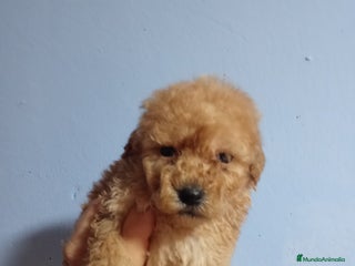 Caniche Toy perros en Málaga - Anuncio 39