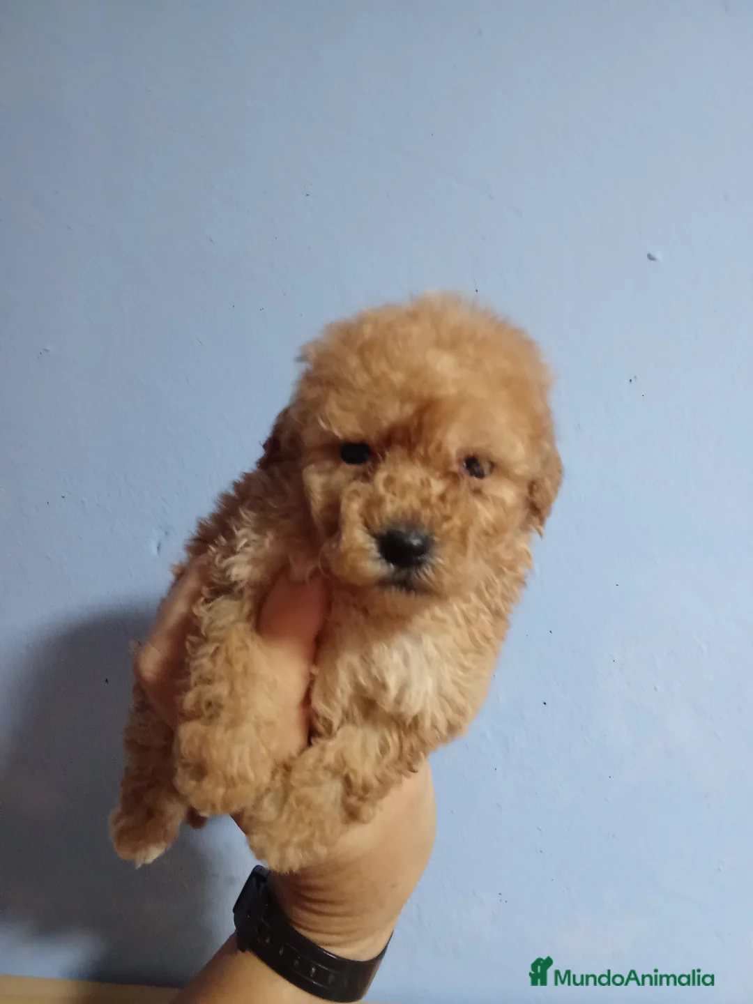 Caniche Toy perros en venta: Caniche 603574813 en Málaga - Anuncio 1