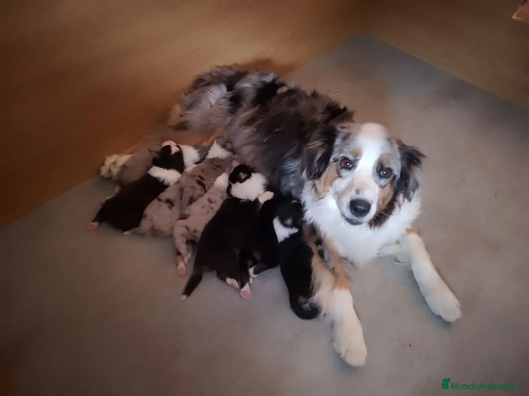 Pastor Australiano perros en venta: Excelente camada de Pastor Australiano  - Anuncio 2