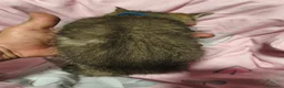 Británico de Pelo Corto gatos en venta: British short hair golden-tabby en Valencia - Anuncio 3
