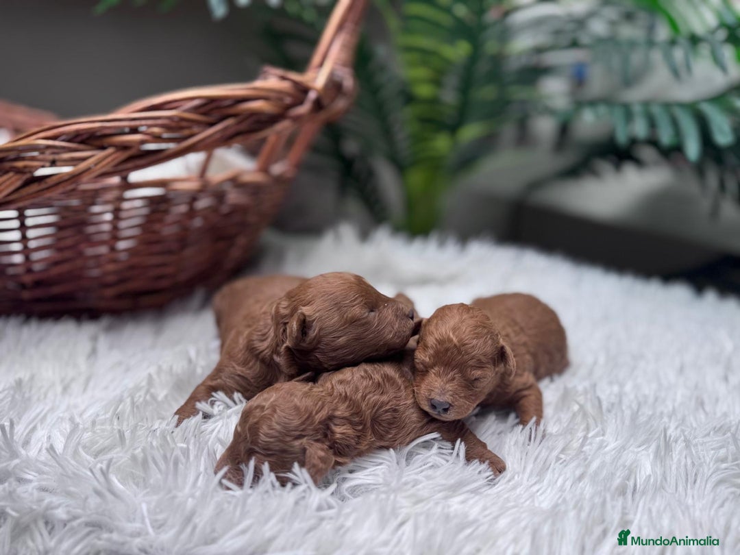 Caniche Toy perros en venta: CANICHE TOY MACHO - Anuncio 5