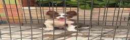 Border Collie perros en venta: Cachorro Border collie  - Anuncio 6