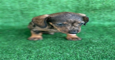 Teckel Miniatura perros - Anuncio 7