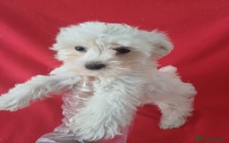 Bichón Maltés perros en venta: Bichon Maltés Americano  - Imagen 1