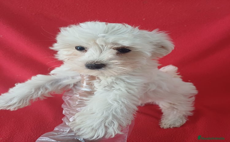 Bichón Maltés perros - Propaganda 3