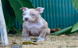 American Bully perros en venta: Americana Bully pocket ojos azules  - Imagen 1