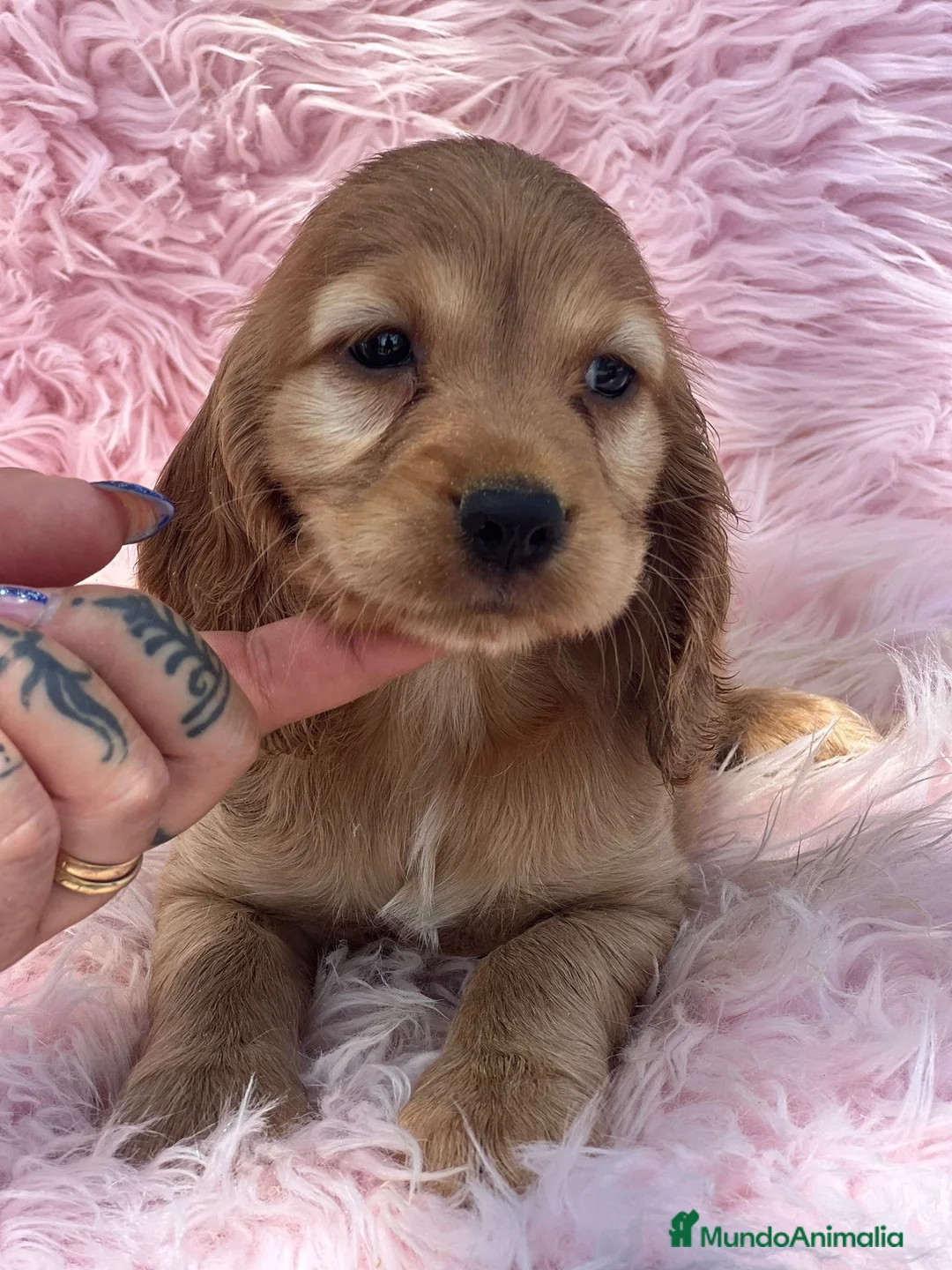 Cocker Spaniel Inglés perros en venta: Cocker inglés dorado - Anuncio 2