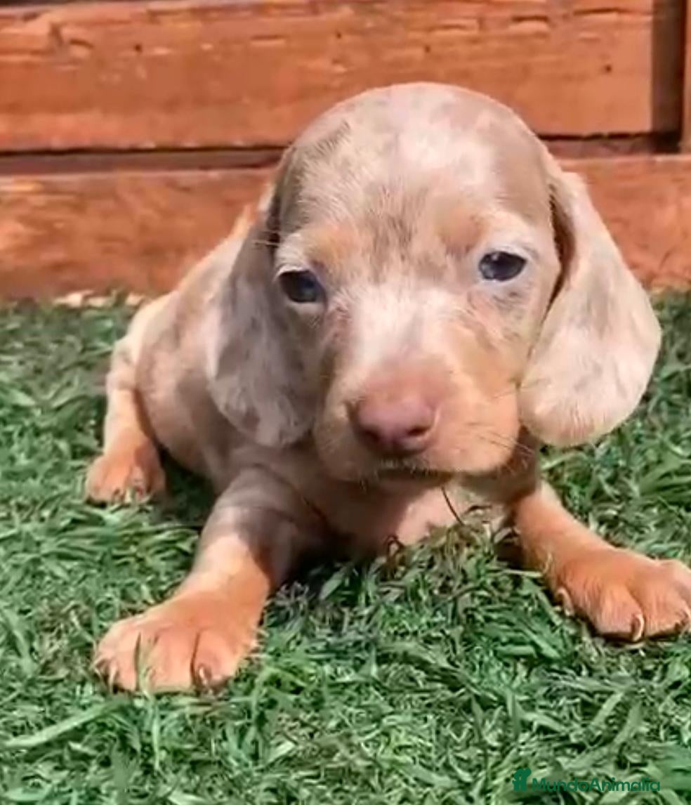 Teckel Miniatura perros Teckel  - Anuncio 1
