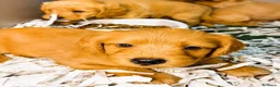 Labradoodle perros en venta: LABRADOODLE HEMBRAS - Anuncio 2