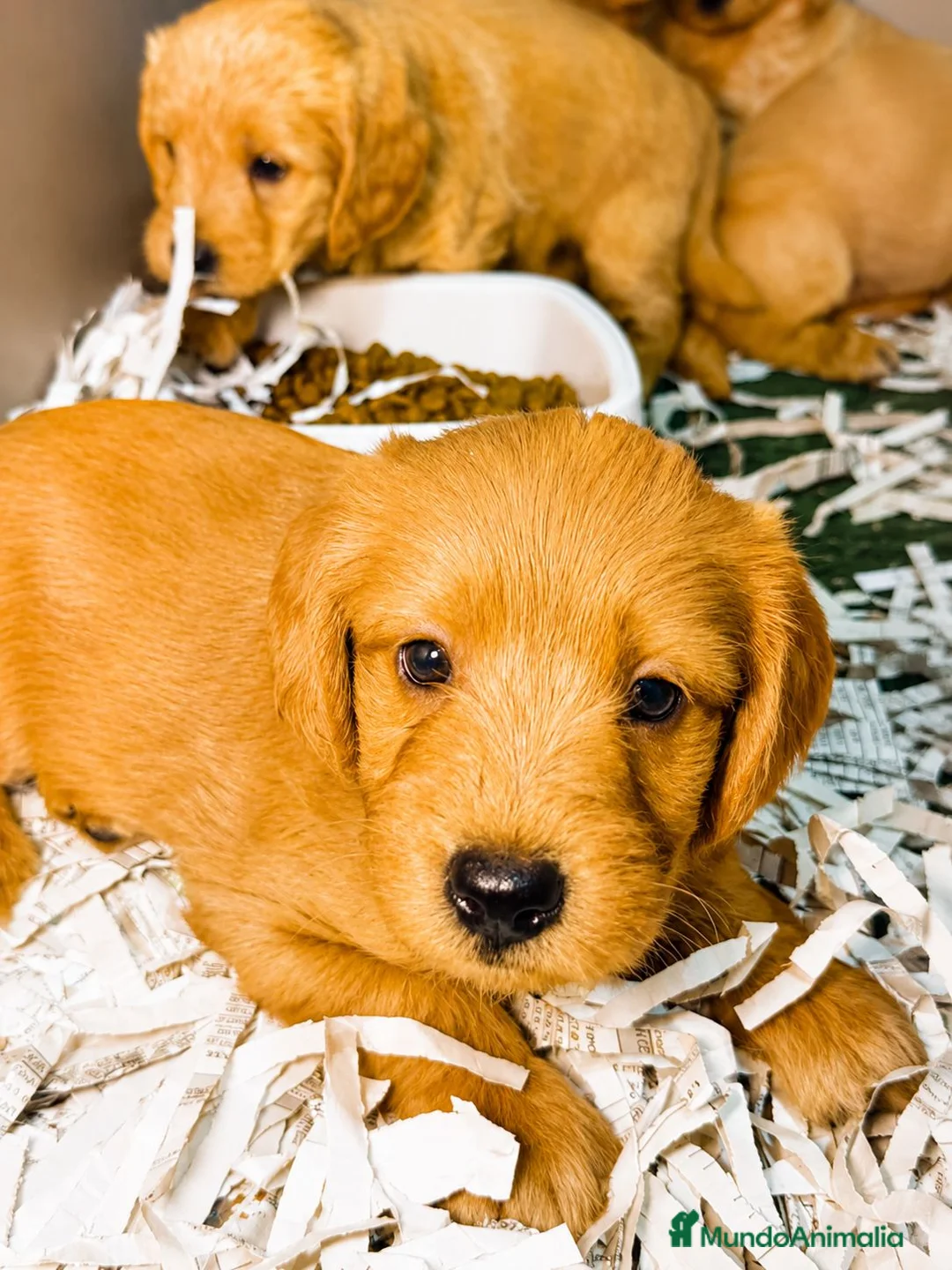 Labradoodle perros en venta: LABRADOODLE HEMBRAS - Anuncio 2