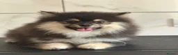 Pomsky perros en venta: Pomsky toy F3 - Anuncio 1