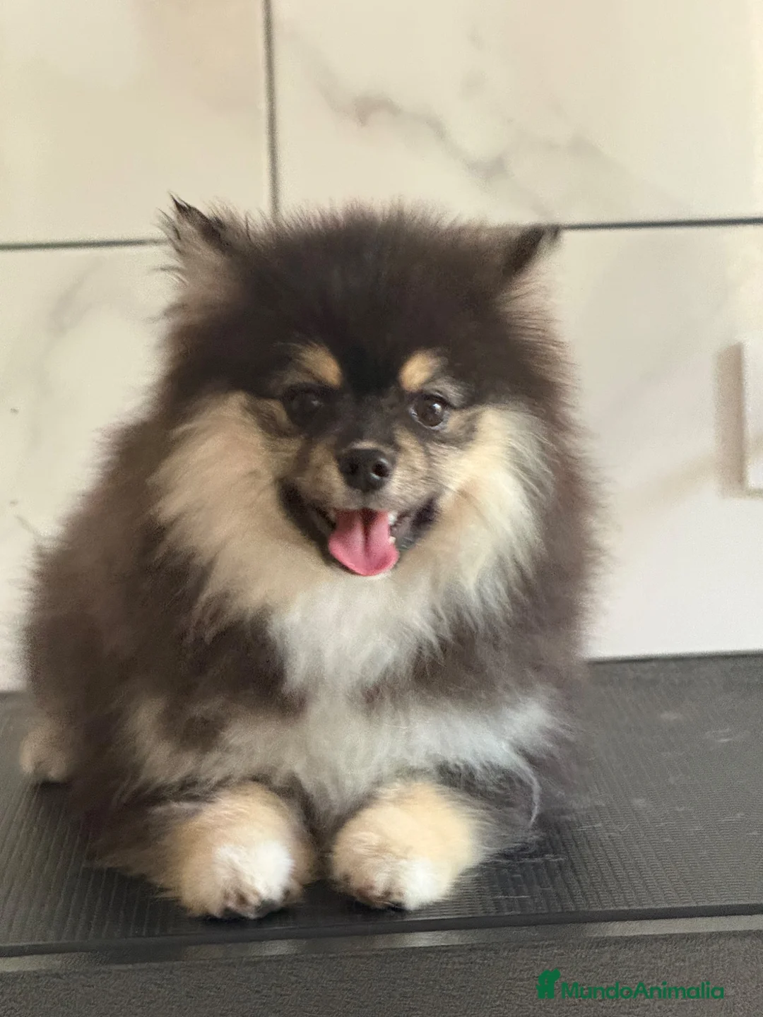 Pomsky perros en venta: Pomsky toy F3 - Anuncio 1