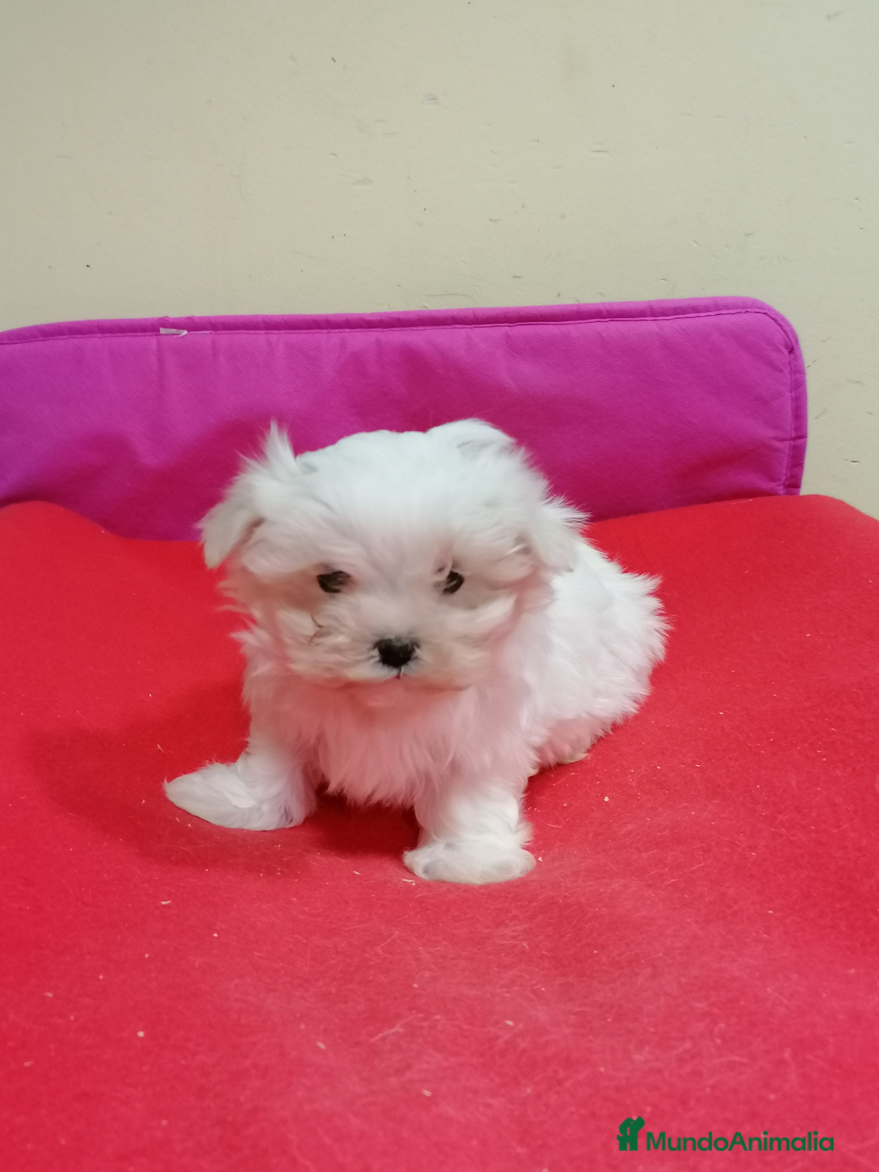 Bichón Maltés perros Bichon maltés  - Anuncio 2