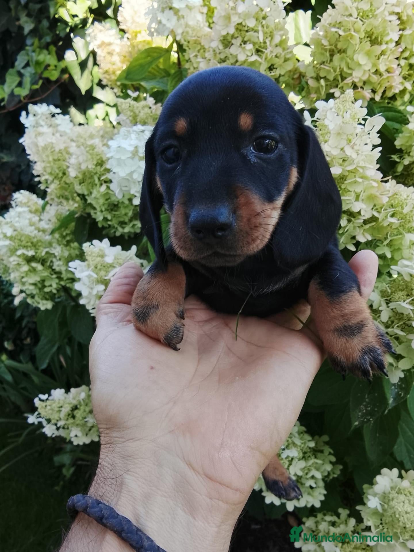 Teckel Miniatura perros TECKEL HEMBRA - 600€ - Anuncio 2