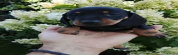 Teckel Miniatura perros en venta: TECKEL HEMBRA - 600€ en Salamanca - Anuncio 1