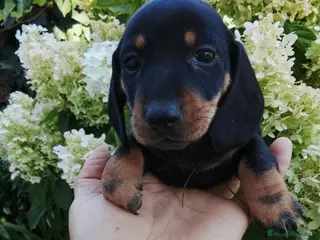 Teckel Miniatura perros TECKEL HEMBRA - 600€ - Anuncio 32