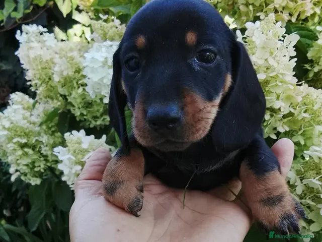 Teckel Miniatura perros en venta: TECKEL HEMBRA - 600€ - Anuncio 10