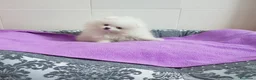 Pomerania perros en venta: Lulú de Pomerania  - Anuncio 4