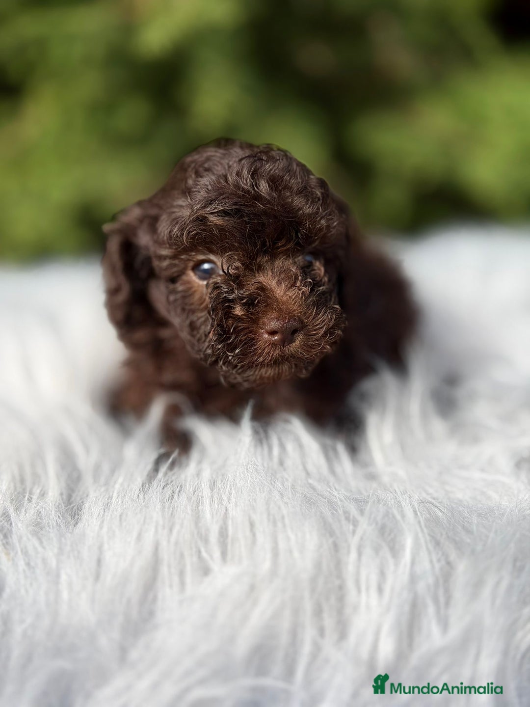 Maltipoo perros en venta: MALTIPOO TOY CHOCOLATE - Anuncio 7