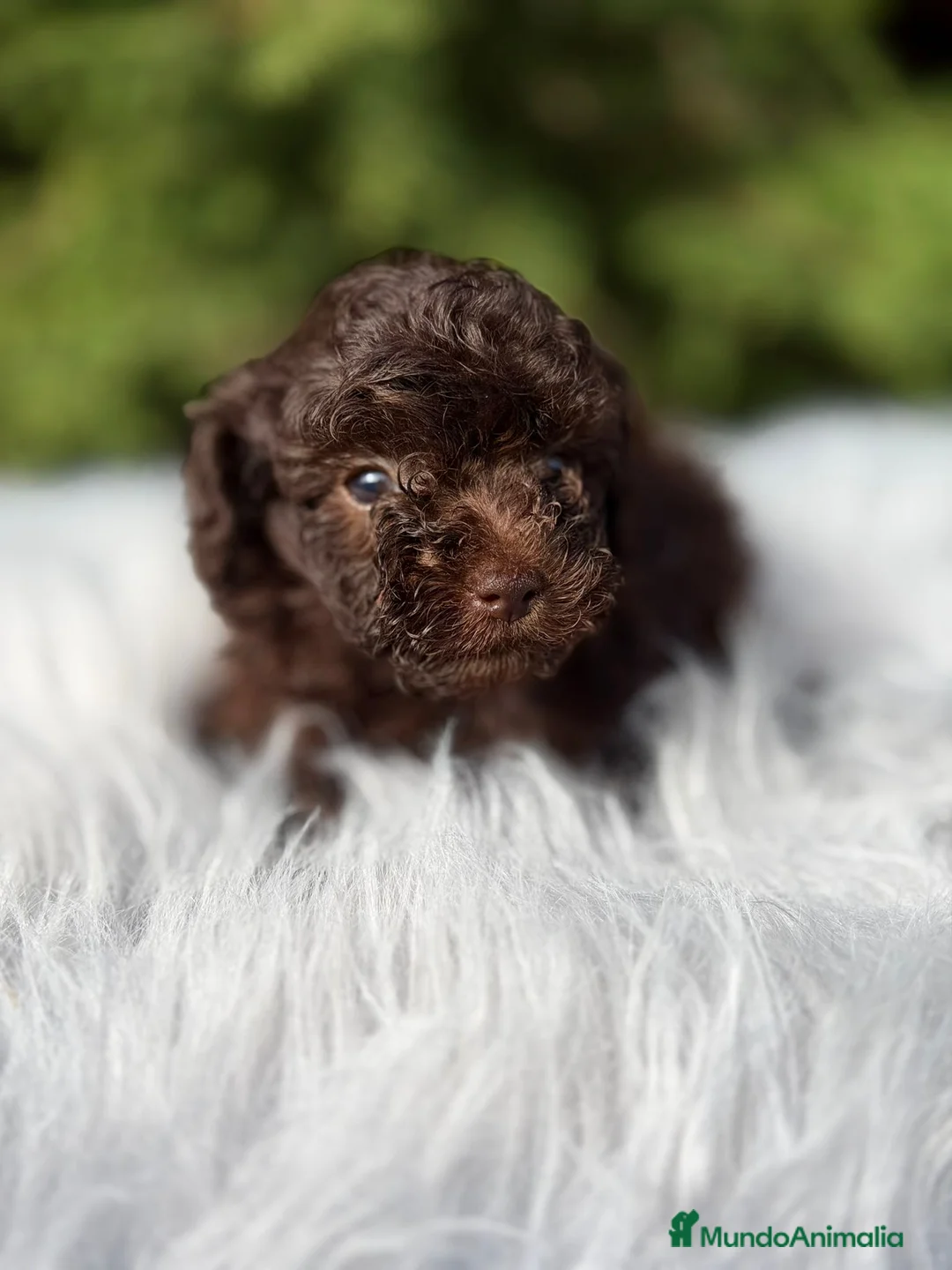 Maltipoo perros en venta: MALTIPOO TOY CHOCOLATE - Anuncio 7