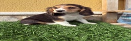 Beagle perros en venta: Cachorro macho de Beagle  - Anuncio 20