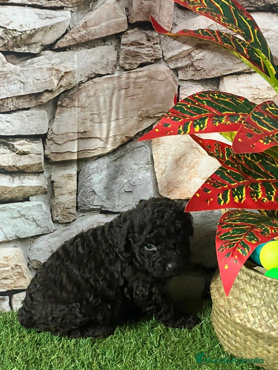 Perro de Agua Español perros en venta: CACHORRITOS PERRO DE AGUA CHOCOLATE - Anuncio 3