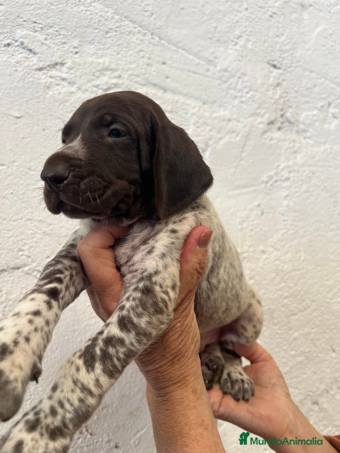 Braco Alemán de Pelo Corto perros en venta: Cachorros Braco Alemán  - Imagen 4