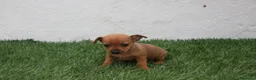 Raza Mixta perros en venta: Minijack - Anuncio 9