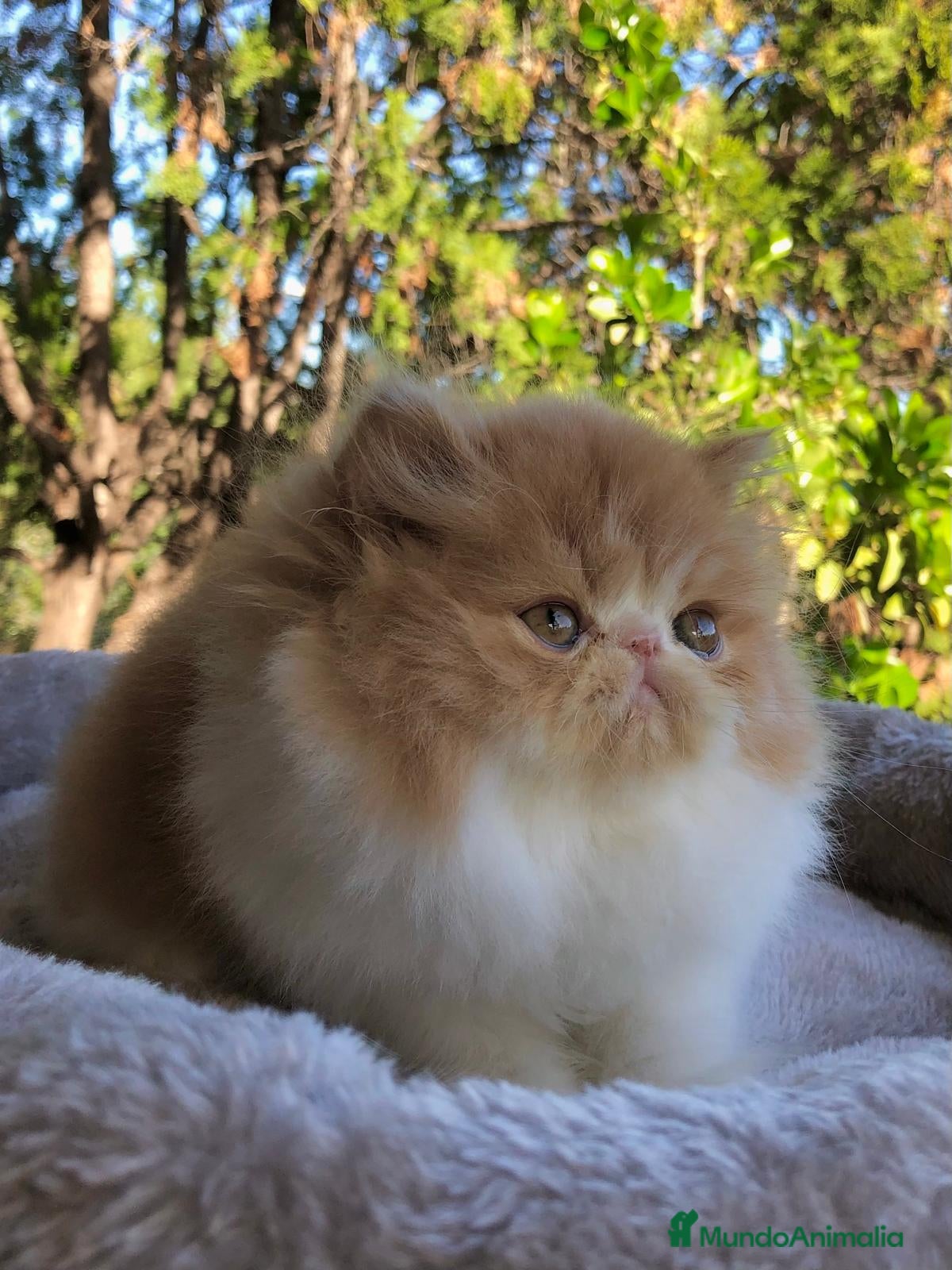 Persa gatos GATITO PERSA MACHO - Anuncio 4