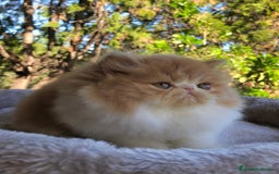 Persa gatos en venta: GATITO PERSA MACHO - Anuncio 1