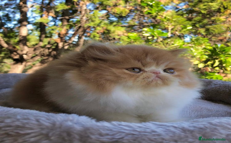 Persa gatos GATITO PERSA MACHO - Anuncio 16