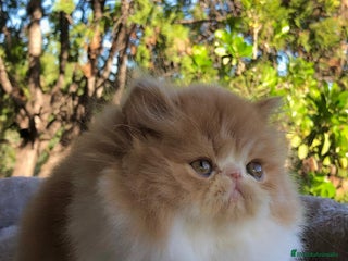 Persa gatos GATITO PERSA MACHO - Anuncio 2