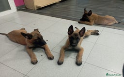 Pastor Belga Malinois perros en venta: MALINOIS - Imagen 1
