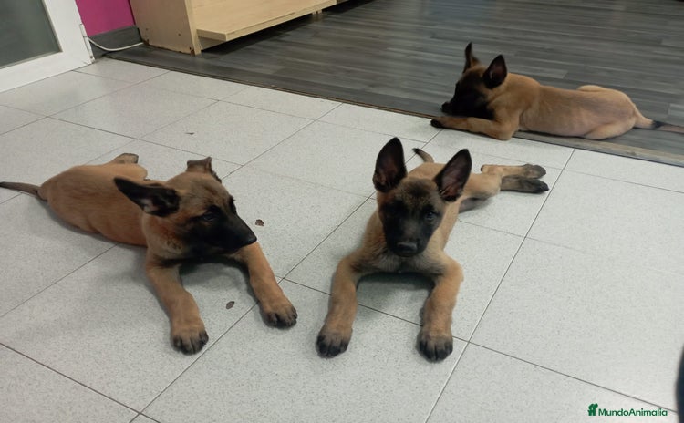 Pastor Belga Malinois perros - Anuncio 2