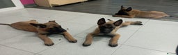 Pastor Belga Malinois perros en venta: MALINOIS - Anuncio 1