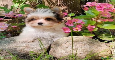 Biewer Yorkshire Terrier a la Pom Pon perros - Propaganda 8