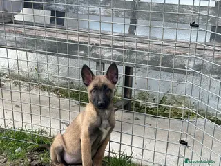 Pastor Belga Malinois perros Pastor Belga Malinois disponibles 🐾 - Anuncio 2