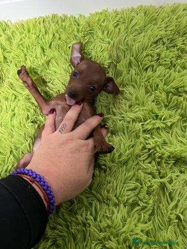 Imagen de galería {{count}}