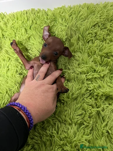 Imagen de galería {{count}}